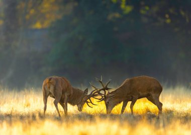 Tarlada savaşan geyik manzarası