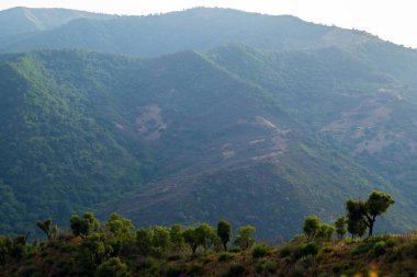 Yeşil bir ormanın muhteşem manzarası, arka planda sisli bir orman dağı var.