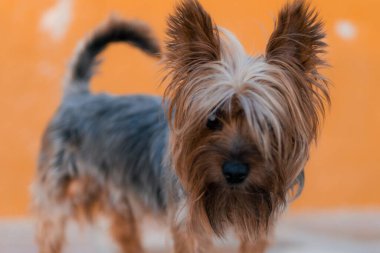 Kürklü şirin bir Yorkshire köpeğinin kameraya baktığı yakın plan.