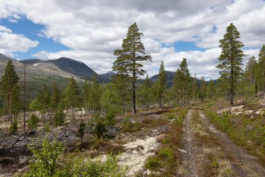 Strombu, Rondane, Norveç 'teki dağların yakınında kurak bir ormanın güzel bir görüntüsü.