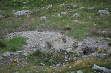 Bebeklerini koruyan dağ sıçanı ve Alplerin dağ yamacındaki oyuk.