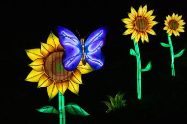 Kansas City Hayvanat Bahçesi 'ndeki nefes kesici GloWild gece etkinliğinde parlayan bir kelebek ve ayçiçeği.