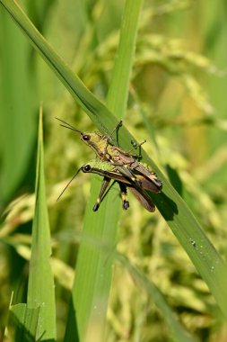 İki Tettigonidae 'nin yakın çekimi mi yoksa otların üzerinde çiftleşen uzun boynuzlu çekirgeler mi?