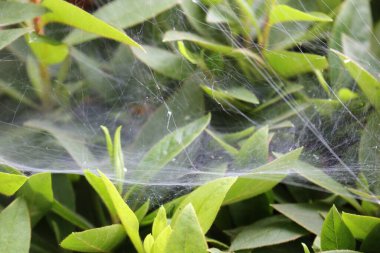 Gündüz vakti yeşil yapraklı bir örümcek ağı oluşumunun yakın çekim görüntüsü.
