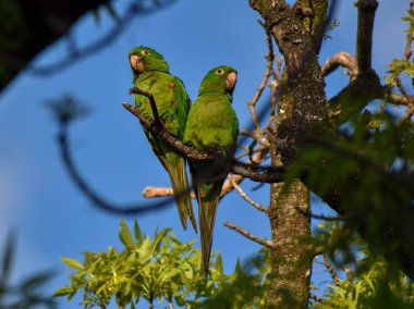 Buenos Aires, Arjantin 'de bir ağaç dalına tüneyen bir çift beyaz gözlü muhabbet kuşu.