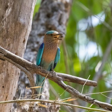 Hint patenci, Coracias benghalensis, Hindistan 'da bir dala tünemiş renkli kuş, Madhya Pradesh