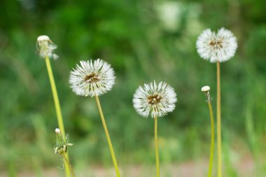 Bahçede çiçek açan güzel karahindibaların yakın plan çekimi.