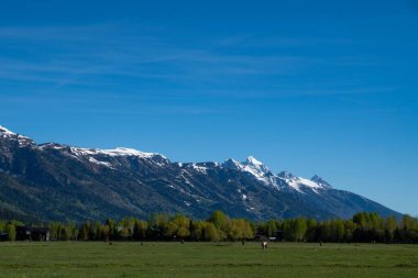 Arka planda bir çim ve dağ manzarası var.