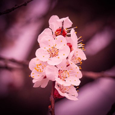 Bir dalda güzel erik çiçeklerinin yakın çekimi.
