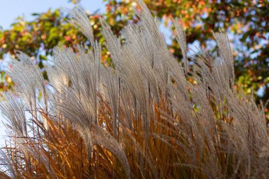 Amur gümüşünün yakın plan çekimi, bulanık bir arkaplanda yakalanan Miscanthus sakkariflorus.