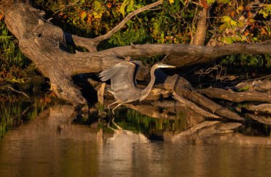 Büyük mavi balıkçıl gölün yakınındaki ağaç dallarına tünedi.