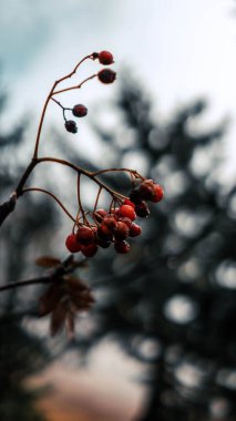 Ağaç dalından sarkan ve arka planda bulanık olan dağ külünün düşük açılı bir görüntüsü.