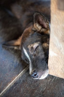 Yerde uyuyan sevimli kahverengi bir Askal 'ın yakın çekimi.