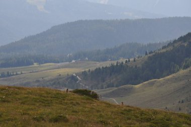 Alp Dağları 'nın çimlerinde dinlenen şirin dağ sıçanları ve bulanık arka planda dağları.