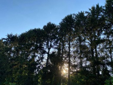 Arka planda mavi gökyüzü olan uzun ağaçların yakın çekimi.