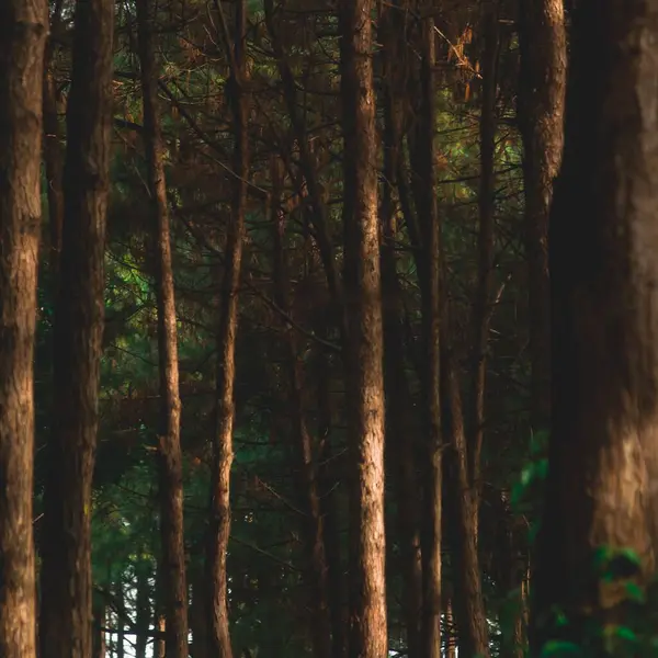 Ένα Τοπίο Από Χοντρούς Κορμούς Δέντρων Πράσινα Φύλλα Στο Δάσος — Φωτογραφία Αρχείου