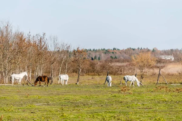 Живописный Вид Двух Лошадей Огороженной Местности Пасущихся Осенью — стоковое фото