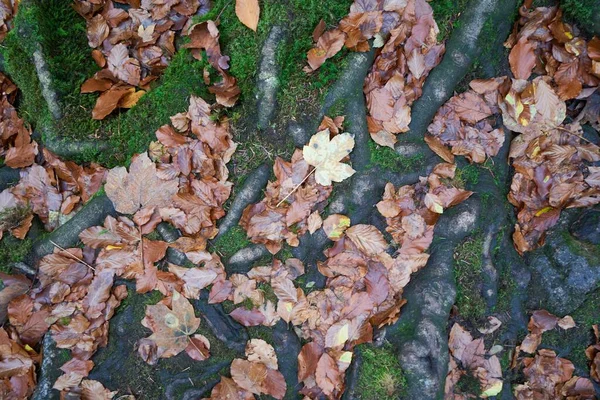 Folhas Secas Outono Chão — Fotografia de Stock