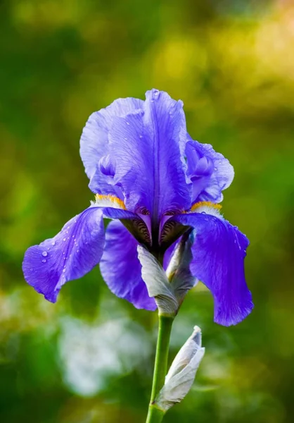 Gün Doğumunda Bahçede Büyüyen Güzel Bir Iris Çiçeğinin Yakın Çekimi — Stok fotoğraf