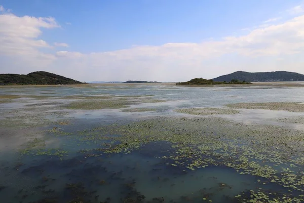 Een Prachtig Uitzicht Zee Bedekt Met Algen — Stockfoto