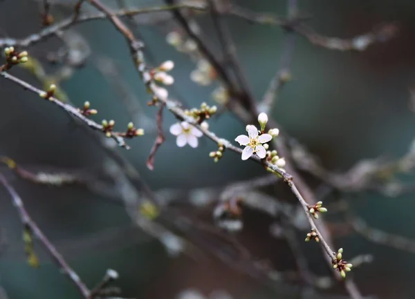 Eine Schöne Nahaufnahme Von Blühenden Kirschbäumen — Stockfoto