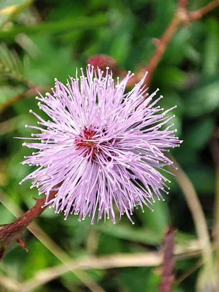 Vertikal Närbild Mimosa Pudica Blomma — Stockfoto