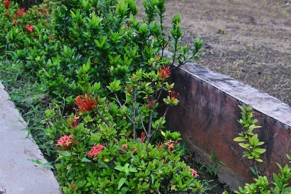 Une Sélection Plantes Ixora Chinoises Dans Jardin — Photo