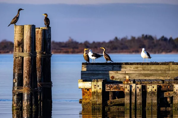 Piękne Ujęcie Ptaków Siedzących Drewnianym Molo — Zdjęcie stockowe