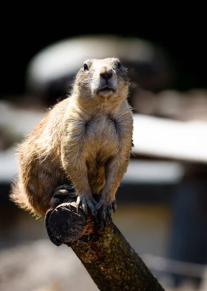 A shallow focus vertical of a Gunnison\'s Prairie Dog crouched on a tree branch