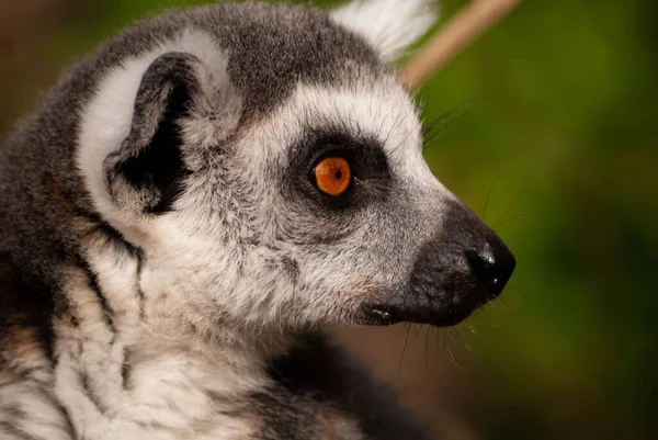 Närbild Bild Ring Tailed Lemur Hand Dagtid Suddig Bakgrund — Stockfoto
