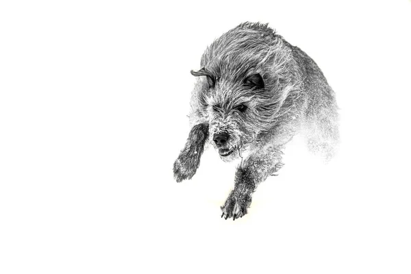 Una Toma Escala Grises Wolfhound Irlandés Jugando Nieve —  Fotos de Stock