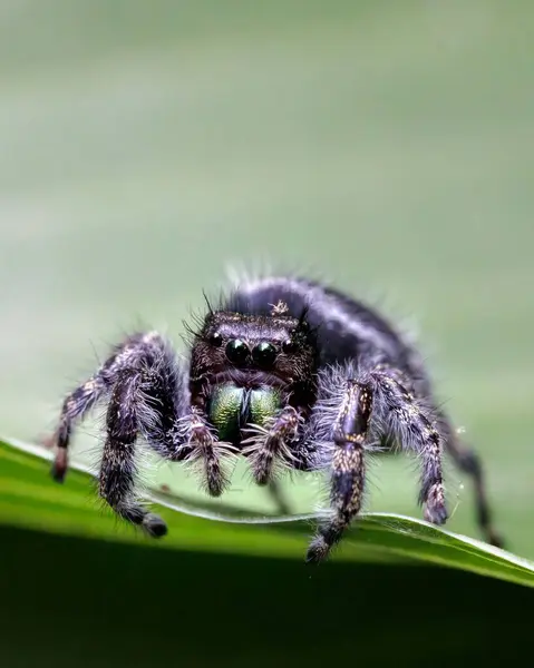 Egy Pók Gyönyörű Közelsége Zöld Levélen — Stock Fotó