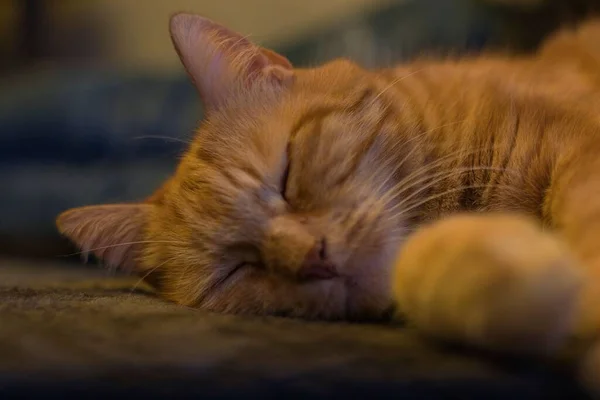 Detailní Záběr Spící Oranžové Kočky Rozmazaném Pozadí — Stock fotografie