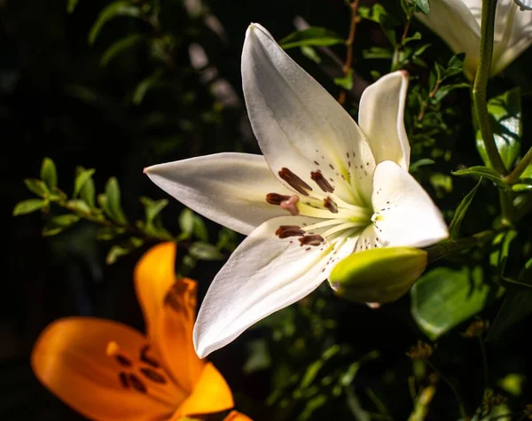 Close Flores Lindas Jardim Botânico Wuhan Sob Luz Solar Brilhante — Fotografia de Stock