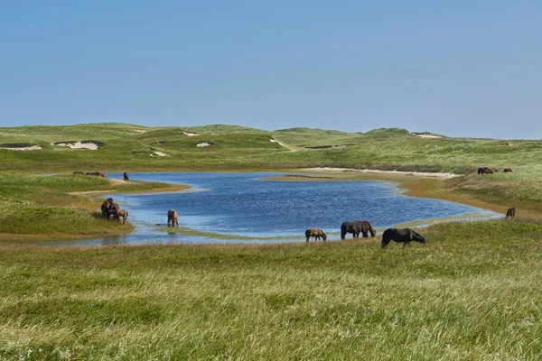 A scenic view of horses grazing near a watering hole on Sable Island