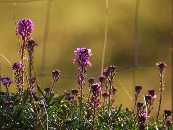 Zbliżenie Dorastających Purpurowych Kwiatów — Zdjęcie stockowe