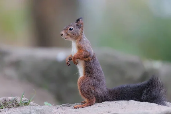 一只棕色松鼠坐在石头上吃坚果的特写镜头 — 图库照片