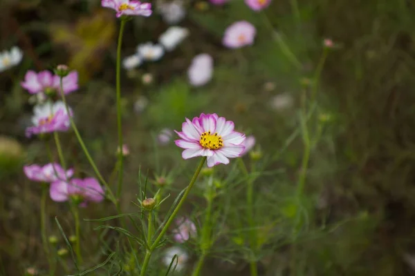 Primer Plano Delicadas Flores Del Cosmos Floreciendo Jardín —  Fotos de Stock