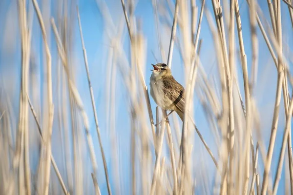 Zpěvavý Pták Rákosové Trávě Poli Nizozemsku — Stock fotografie