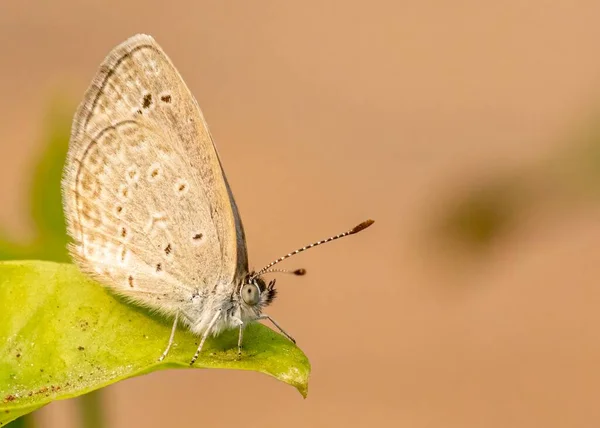 Makro Záběr Modrého Motýla Spočívajícího Zeleném Listu — Stock fotografie
