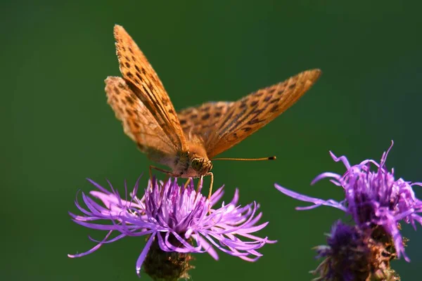 野花蝴蝶对野花的选择性聚焦 — 图库照片