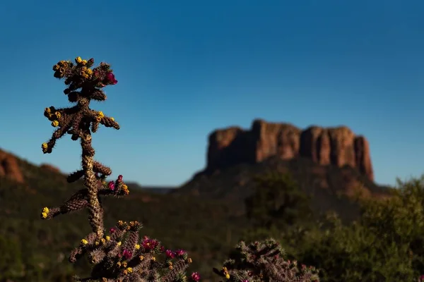 Een Close Shot Van Een Woestijncactus Met Een Rotsformatie Achtergrond — Stockfoto