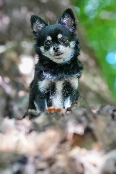 Vertikální Záběr Chihuahua Krásném Lese — Stock fotografie