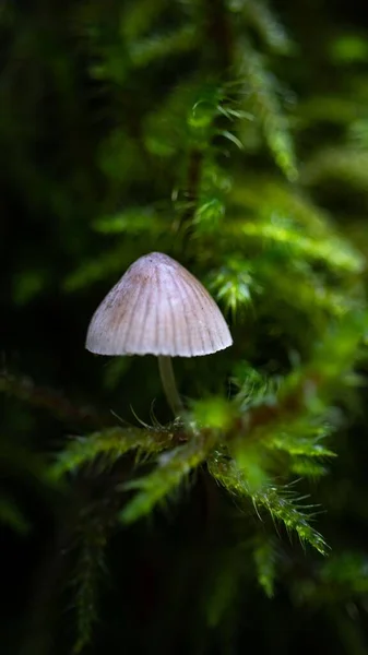 Ένα Κάθετο Κοντινό Πλάνο Μυκηναϊκού Μύκητα Galopus Κλαδί Δέντρου Δάσος — Φωτογραφία Αρχείου