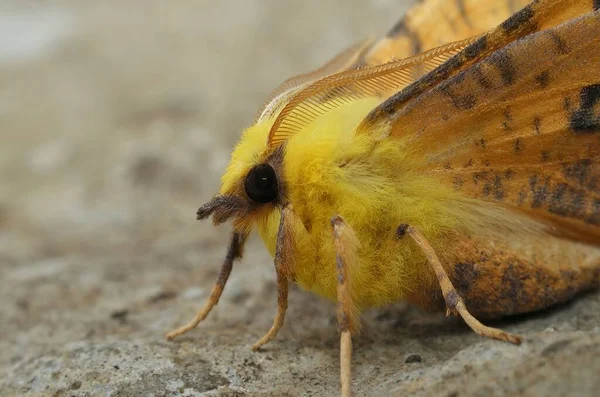 カラフルなカナリア肩のとげの蛾 Ennomos Alniariaの詳細な閉鎖 開いた翼で座って — ストック写真