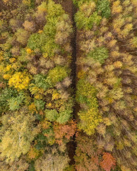 Górny Widok Ścieżki Jesiennym Lesie — Zdjęcie stockowe