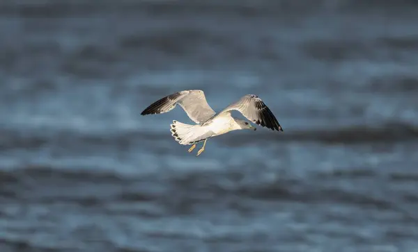 一只普通的白鸥在海面上飞翔 — 图库照片