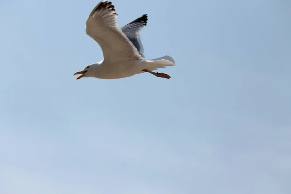 Een Closeup Van Een Meeuw Vliegend Hoog Blauwe Lucht — Stockfoto