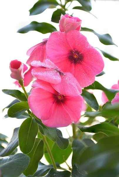 Bahçede çiçek açmış güzel pembe vinka çiçeklerinin dikey çekimi.