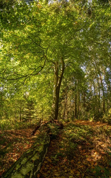 Plan Vertical Des Arbres Verts Luxuriants Dans Forêt Par Une — Photo